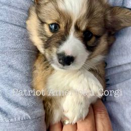 American Corgi Puppies from Patriot American Corgi