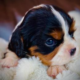 AKC Ellie - Tri-color female Cavalier King Charles Spaniel puppy in Port Angeles, Washington from God Speed Paws
