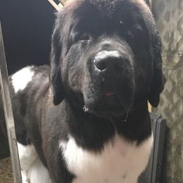 Petunia - Newfoundland
