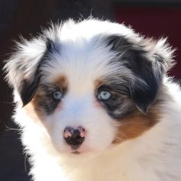 Border Collie, English Setter, and Miniature American Shepherd Puppies from First Harmony Farms