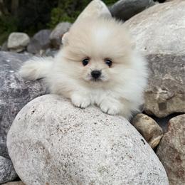 Boy 1 - Cream parti male Pomeranian puppy in Pocatello, Idaho from Avalon Pomeranians