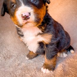 Bernedoodle, Bernese Mountain Dog, and Siberian Husky Puppies from Timberline Paws