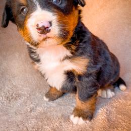 Bernedoodle, Bernese Mountain Dog, and Siberian Husky Puppies from Timberline Paws
