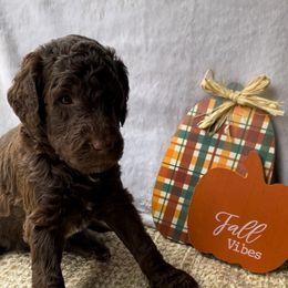 "Hershey" - Goldendoodle puppy in Georgia from Garden City Doodles, LLC