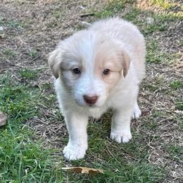 Mochi - White and gold female Border Collie puppy in Mckinney, Texas from Border Collies of Ruidoso