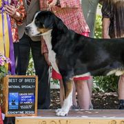 Greater Swiss Mountain Dogs from Moondog Swissies