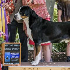Greater Swiss Mountain Dogs from Moondog Swissies