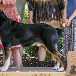 Greater Swiss Mountain Dogs from Moondog Swissies