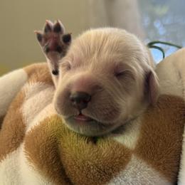 Golden Retriever Puppies from Loposky Goldens