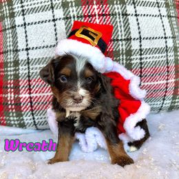 Wreath - Brown and white female Bernedoodle puppy in Banner Elk, North Carolina from Walnut Tree Bernedoodles
