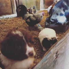 Karakachan Puppies from Karluk Acres Karakachans