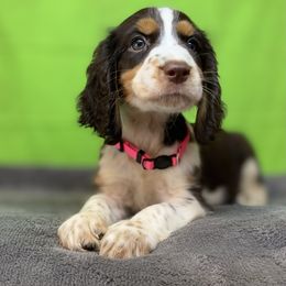 Cassidy - Liver white and tan female English Springer Spaniel puppy in Crawford, Tennessee from Lilly Lane Spaniels