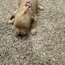 Girl 2 - Red female Maltipoo puppy in Brooksville, Florida from DeVall Maltipoos