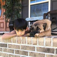 Armenian Gampr Puppies from Muddy Acres Farm