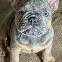 French Bulldogs from Loyal Littles French Bulldogs