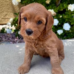 Jiji - Red female Cockapoo puppy in Roseville, California from Darby Park Doodles