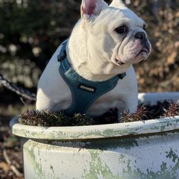 Layla - Cream female French Bulldog puppy in Taylorsville, North Carolina from SilverLining highlands and hounds
