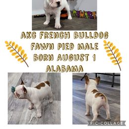Boy 2 - Fawn and white French Bulldog puppy in Alabama from Roll Tide French Bulldogs