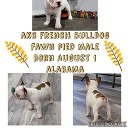 Boy 2 - Fawn and white French Bulldog puppy in Alabama from Roll Tide French Bulldogs