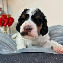 Boy 1 - male Poodle puppy in Middlebourne, West Virginia from El Silencio Standard Poodles