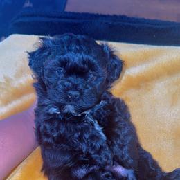 Teddy - Black and white male Shihpoo puppy in Cane Savannah, South Carolina from Dws_kennelservices