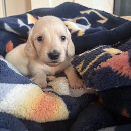 Winnie - Cream male Dachshund puppy in Vancouver, Washington from Cascade Minis