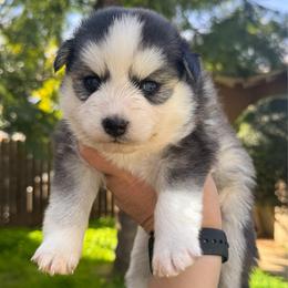 Candy - Black and white female Pomsky puppy in La Verne, California from Red Cedar Pomskies