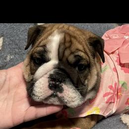 Bulldogs from Davis Bullies