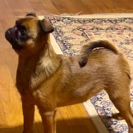 Serena - Brussels Griffon