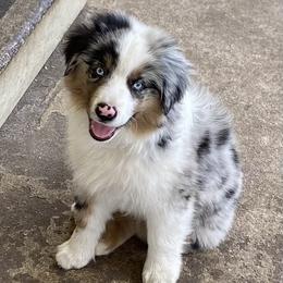 Miniature American Shepherd Puppies from Cosmic Tides Miniature American Shepherds