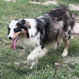 Sammie - Miniature Australian Shepherd