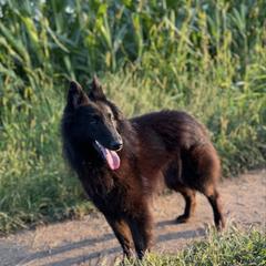 Magnolia - Belgian Sheepdog