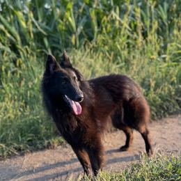 Magnolia - Belgian Sheepdog