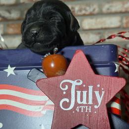 Honey crisp - Black female Labrador Retriever puppy in Dixon, California from Rosslyn Labradors (Rose-Line)