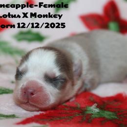 Pineapple - Blue female Pomsky puppy in Centerville, Iowa from LJ Kennels Pomskies, LLC
