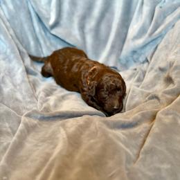 Toblerone - Chocolate male Goldendoodle puppy in Twin Falls, Idaho from Burrow & Bone