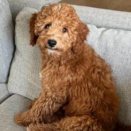 Pumpkin - Goldendoodle