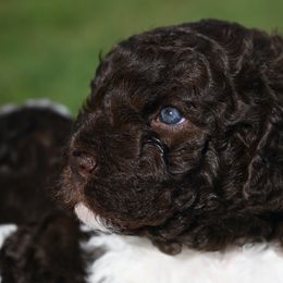 Lagotto Romagnolo Puppies from Northwest Lagotto