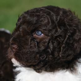 Lagotto Romagnolo Puppies from Northwest Lagotto
