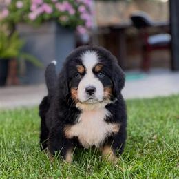 Harper 4 - Black rust and white female Bernese Mountain Dog puppy in Stone Creek, Ohio from Highland Meadows