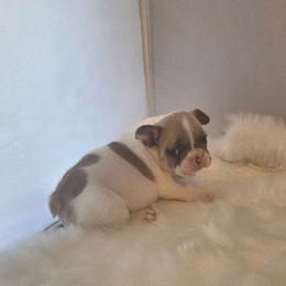 Blue fawn Pied - Blue fawn female French Bulldog puppy in Solway, Minnesota from PcFrenchies