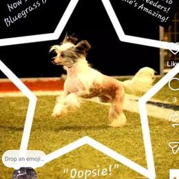 Oopsie - Chinese Crested