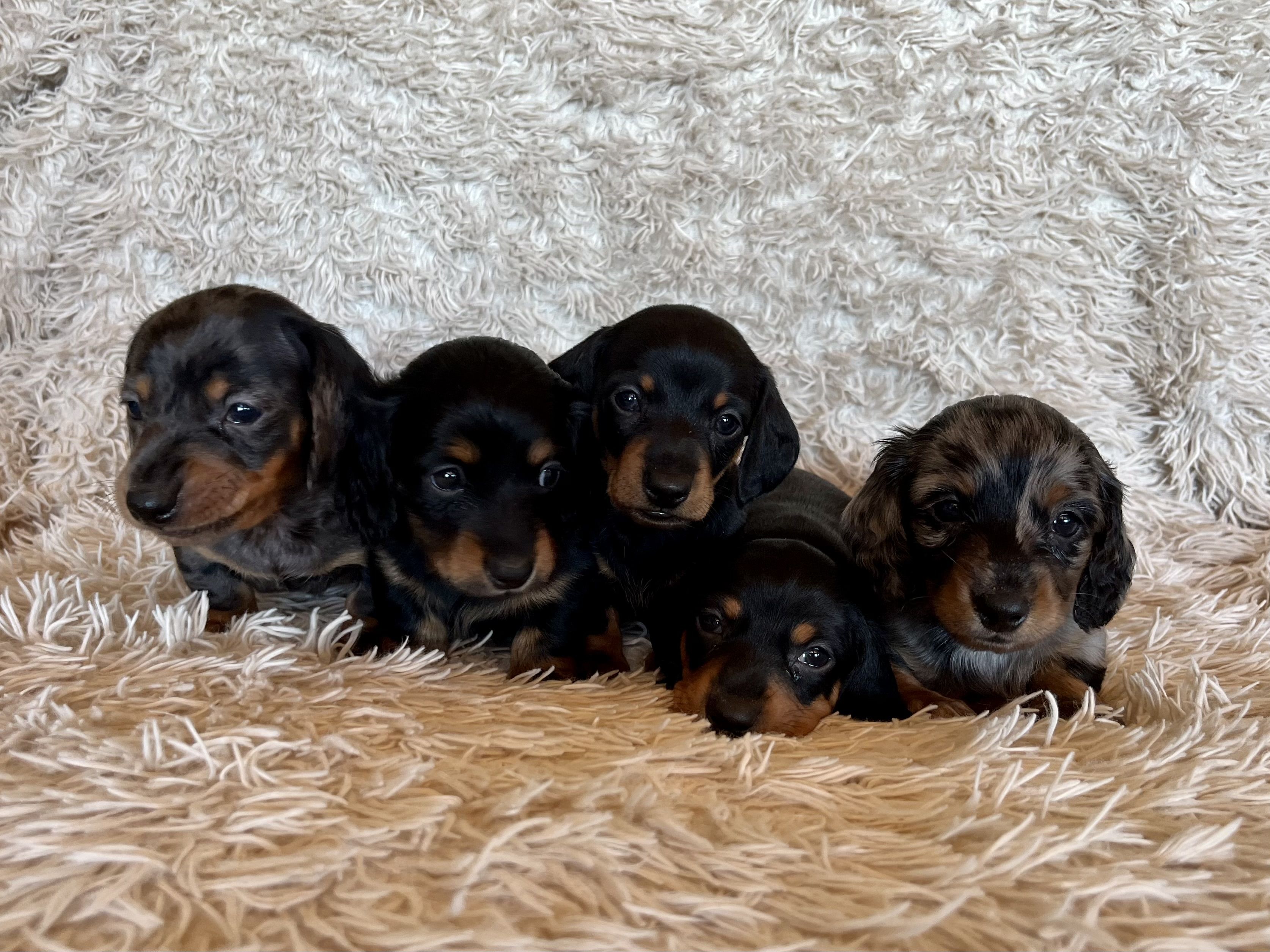 Mueller’s Mini Dachshunds in Idaho | Dachshund puppies | Good Dog