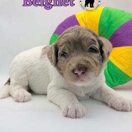 Beignet - Merle female Goldendoodle puppy in Ponchatoula, Louisiana from Real Life Furrytales