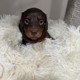 Oakley - Chocolate female Dachshund puppy in New Iberia, Louisiana from Finleys Babies