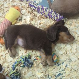 Poblano - Chocolate and tan female Dachshund puppy in Spring Hope, North Carolina from Hogan’s Lowrider Hounds