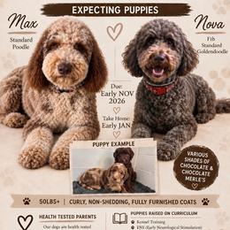 Deposit spot 6 - Chocolate male Goldendoodle puppy in Watertown, New York from True Friend Doodles