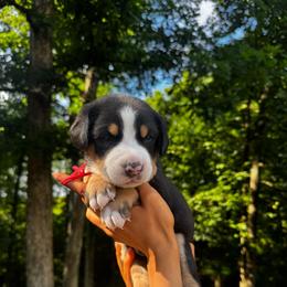 Lloyd - Black, white and red male Greater Swiss Mountain Dog puppy in Chester, Illinois from Hilltop Swissys