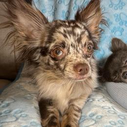 Sven - Chihuahua