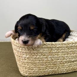 Samantha - Black tri-color female Aussiedoodle puppy in Adams, Nebraska from Boxcar Doodles and Poodles